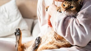 El lamido de manos es una de las formas en que los gatos expresan afecto y curiosidad hacia sus dueños.