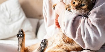 El lamido de manos es una de las formas en que los gatos expresan afecto y curiosidad hacia sus dueños.