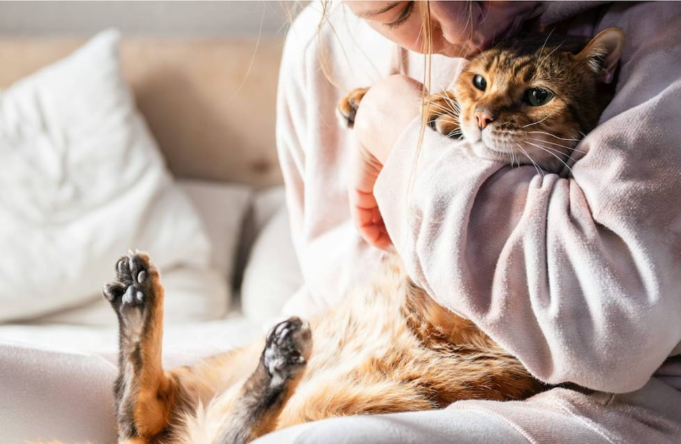 Qué quiere decir que tu gato te lama las manos, según los expertos