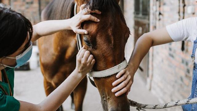 La encefalitis equina es una enfermedad vírica extremadamente grave que afecta a los caballos y, también, al ser humano. - Imagen ilustrativa / Web