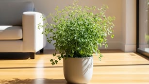 Dónde colocar la planta de ruda para atraer dinero durante octubre 2025, según el Feng Shui.