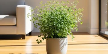 Dónde colocar la planta de ruda para atraer dinero durante octubre 2025, según el Feng Shui.