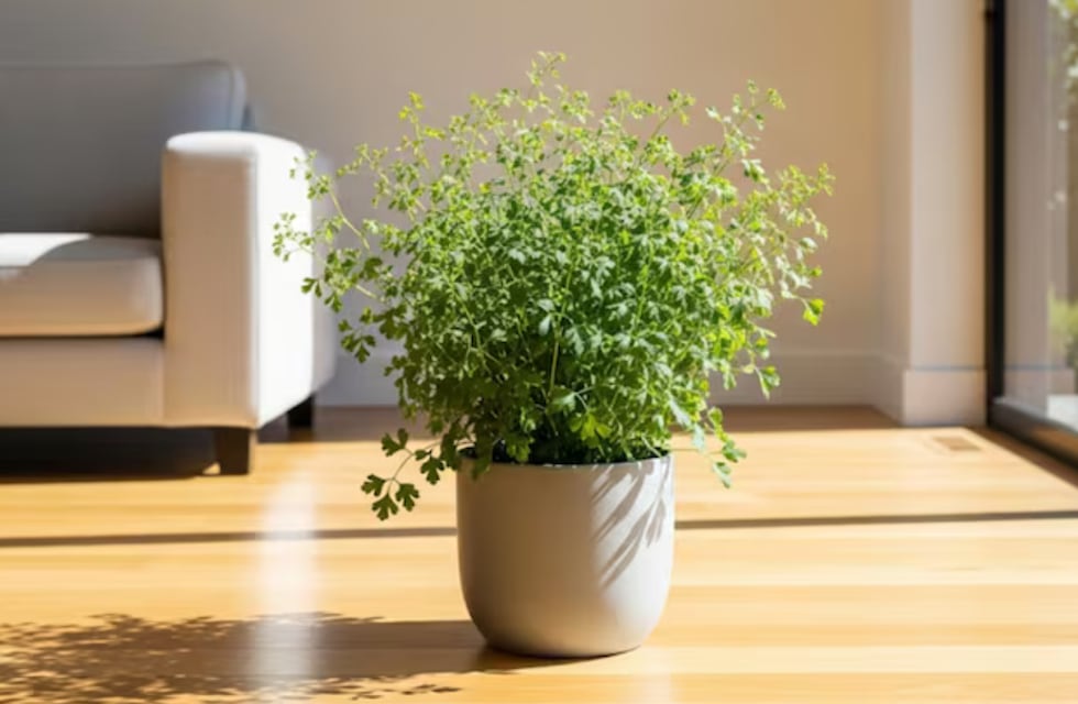 Dónde colocar la planta de ruda para atraer dinero durante octubre 2025, según el Feng Shui