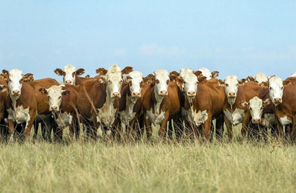 Declaración de Dublín de los científicos sobre el papel social de la ganadería.