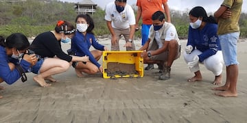 Nacimiento de tortugas laúd, en la playa de Punta Bikini, provincia de Manabí (Ecuador)