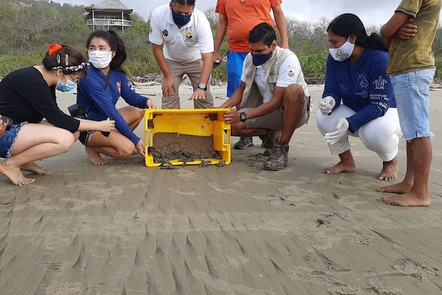 Nacimiento de tortugas laúd, en la playa de Punta Bikini, provincia de Manabí (Ecuador)