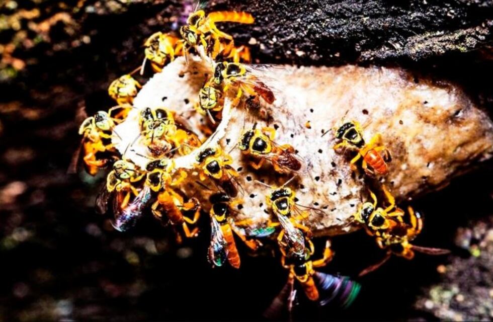 La sorprendente trampa de las abejas japonesas contra el avispón asesino, su depredador