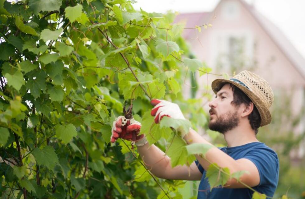 Consejos para cuidar los cercos y mantenerlos libres de hongos e insectos
