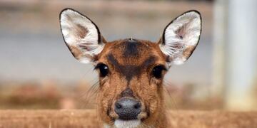 Imagen Ilustrativa\nCrédito: Web