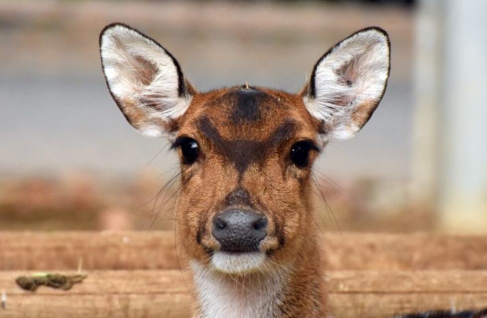 Insólito: un ciervo ingresó a un cajero automático en Gualeguaychú