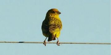 Las 15 aves más traficadas en Córdoba durante 2017\u002E