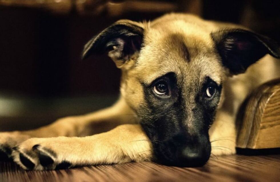 El viral que más duele: un perrito es forzado a actuar como humano