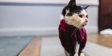 Maximus Meadow (Foto: BBC)