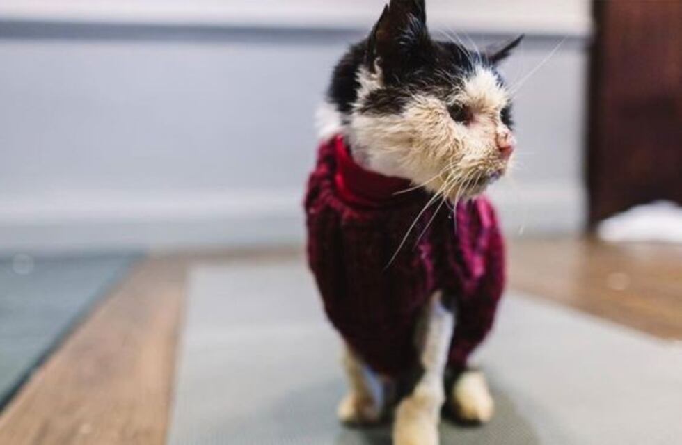 "Maximus Meadows", el refugio felino en honor al famoso gato callejero que tenía VIH