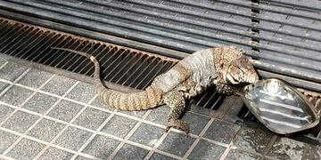 Iguana suelta en Río Cuarto