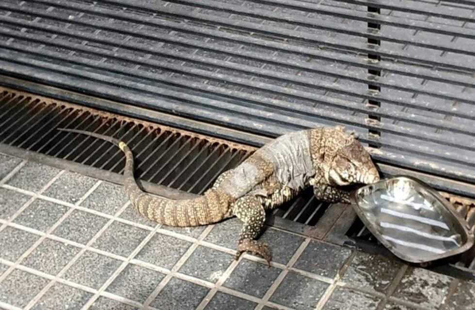 Capturaron iguana cerca del Andino