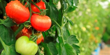 Fiesta del tomate en Payogasta (web)