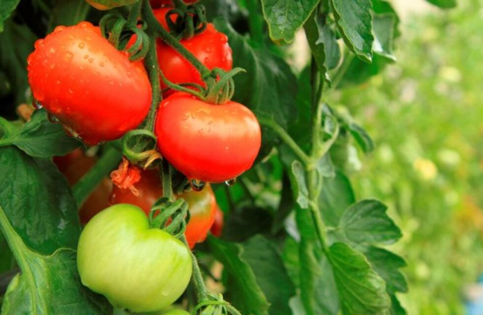 Sensores y análisis de imágenes comprueban la frescura del tomate en rama