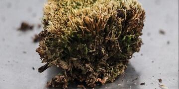 Turba Fueguina