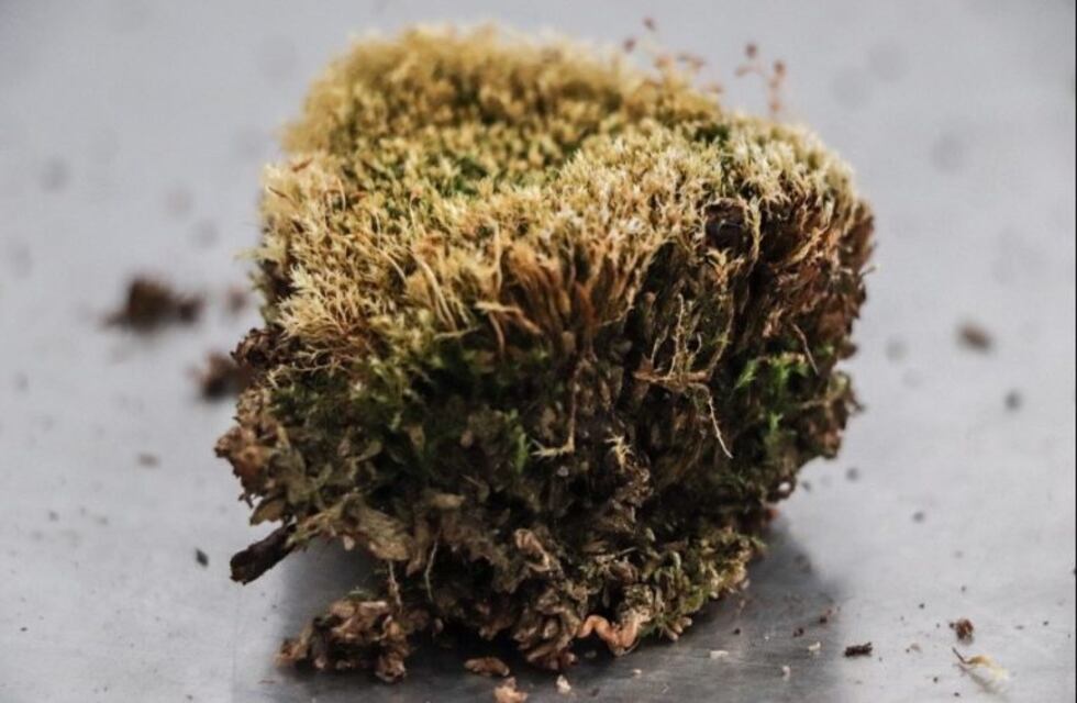 Se presentaron los requisitos de ingreso de turba in natura al mercado brasilero