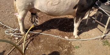 Tambo Cuatro hermanos Malargüe