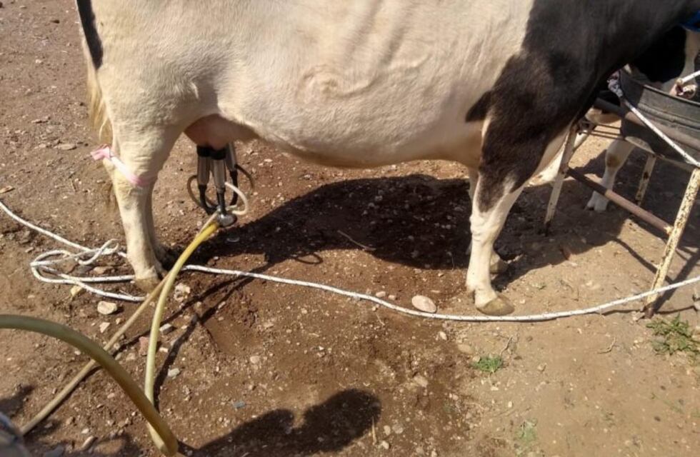Una familia se animó y en medio de la pandemia abrió un tambo en Malargüe