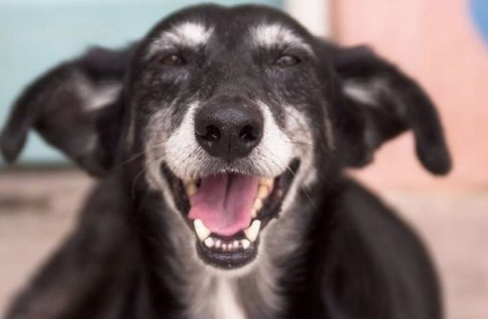 Un estudio demostró que los perros saben cuando sus dueños están tristes