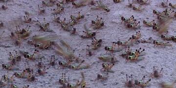 Manga de langostas, preocupa a Colonia Caroya\u002E