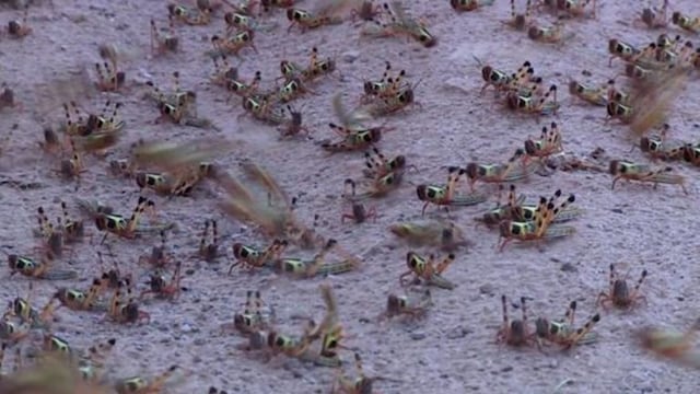 Manga de langostas, preocupa a Colonia Caroya\u002E