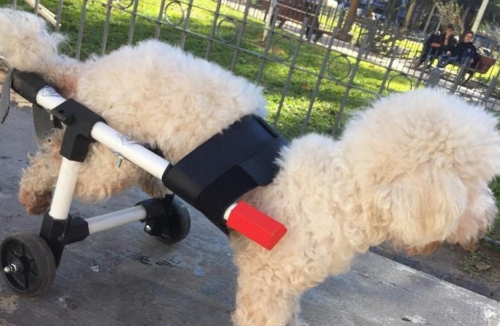Tiene 19 años y fabrica gratis sillas de ruedas para perros con impresión 3D