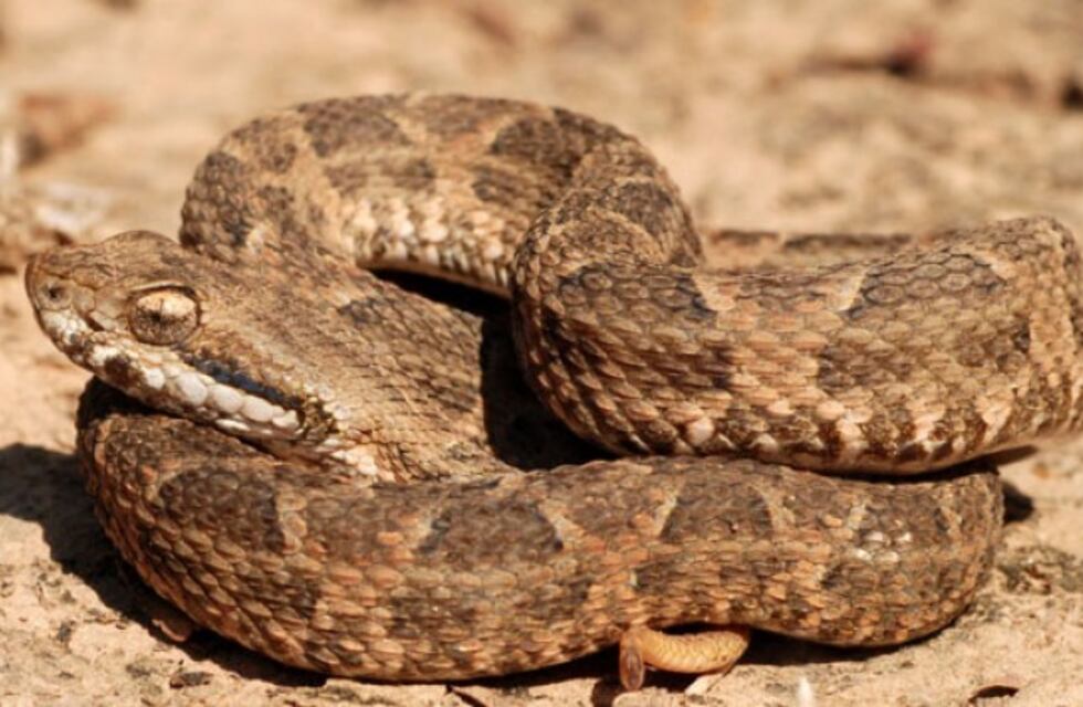 Gran repercusión logró el Congreso de Capacitación sobre Ofidios