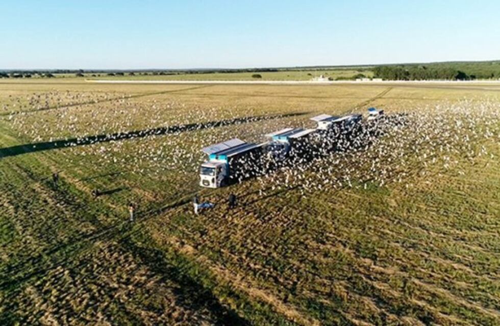 Suelta de veinte mil palomas en el Autódromo Provincia de La Pampa