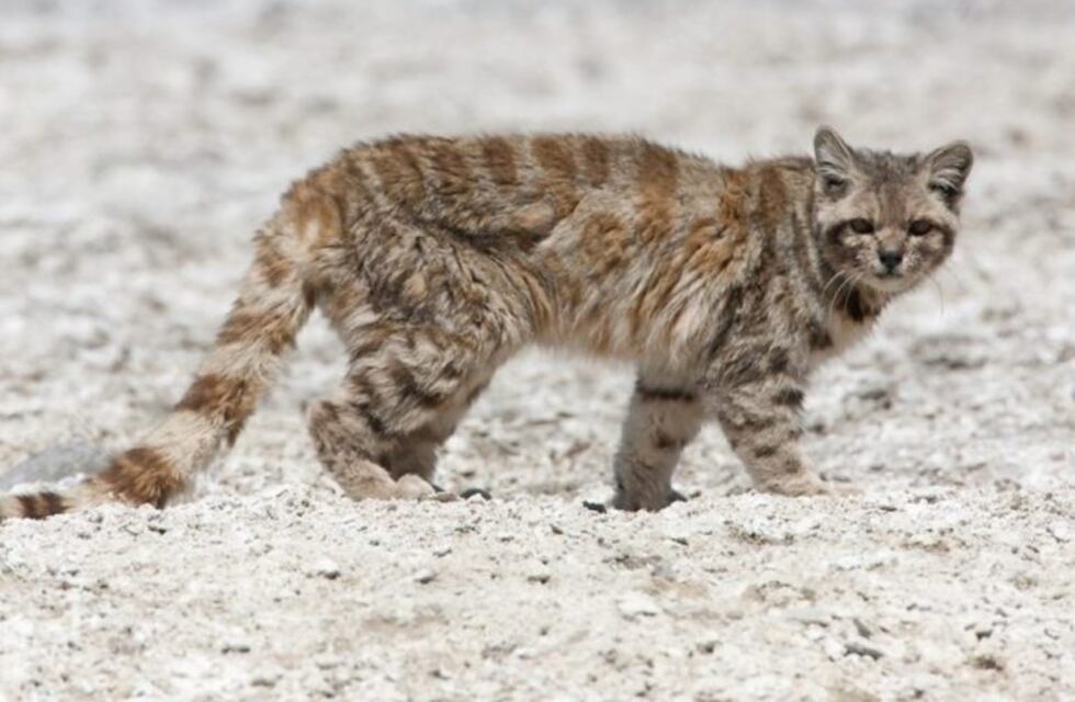 Reapareció el gato andino en la Reserva Natural Villavicencio