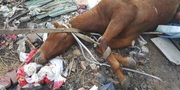 El animal fue hallado en la zona de Uriburu y Las Palmeras\u002E (Archivo)