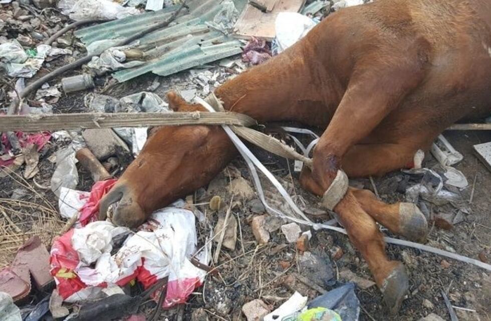 Macabro hallazgo: un caballo muerto, atado y apuñalado en zona oeste