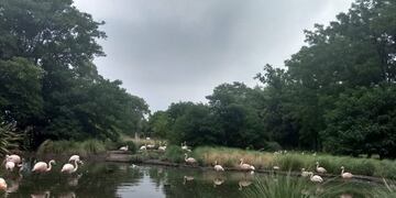 Flamencos Bioparque