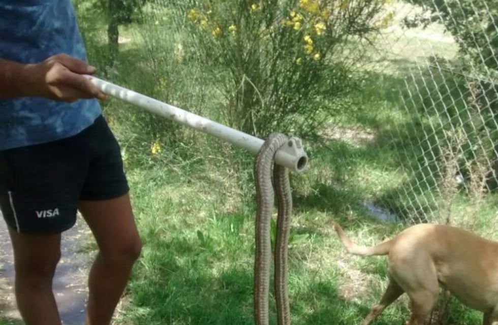 Dos serpientes enormes alertan a un pueblo de San Rafael