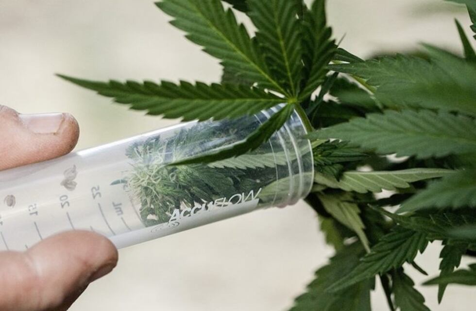 En Paraná un grupo de jóvenes pidió "una nueva ley de drogas" frente al Juzgado Federal