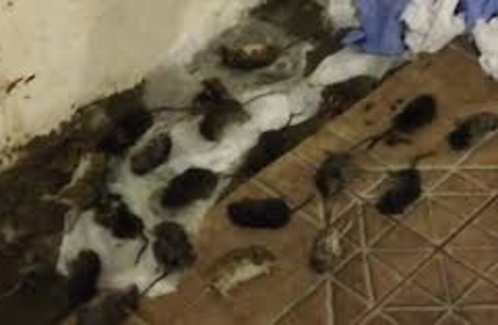 Preocupación en la cordillera patagónica por una invasión de ratas