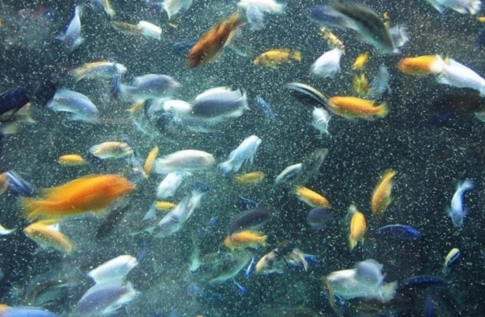 Encontraron microplásticos en peces en el Río de la Plata