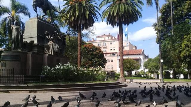 Palomas muertas en la Plaza 9 de Julio (FM Aries)