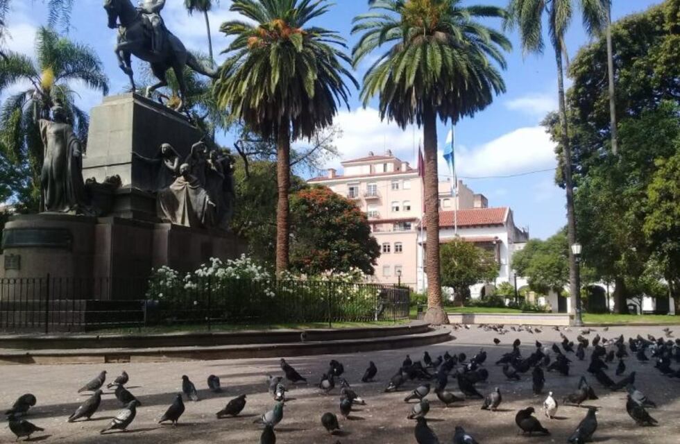 Investigan la muerte masiva de palomas en la Plaza 9 de Julio de la capital salteña