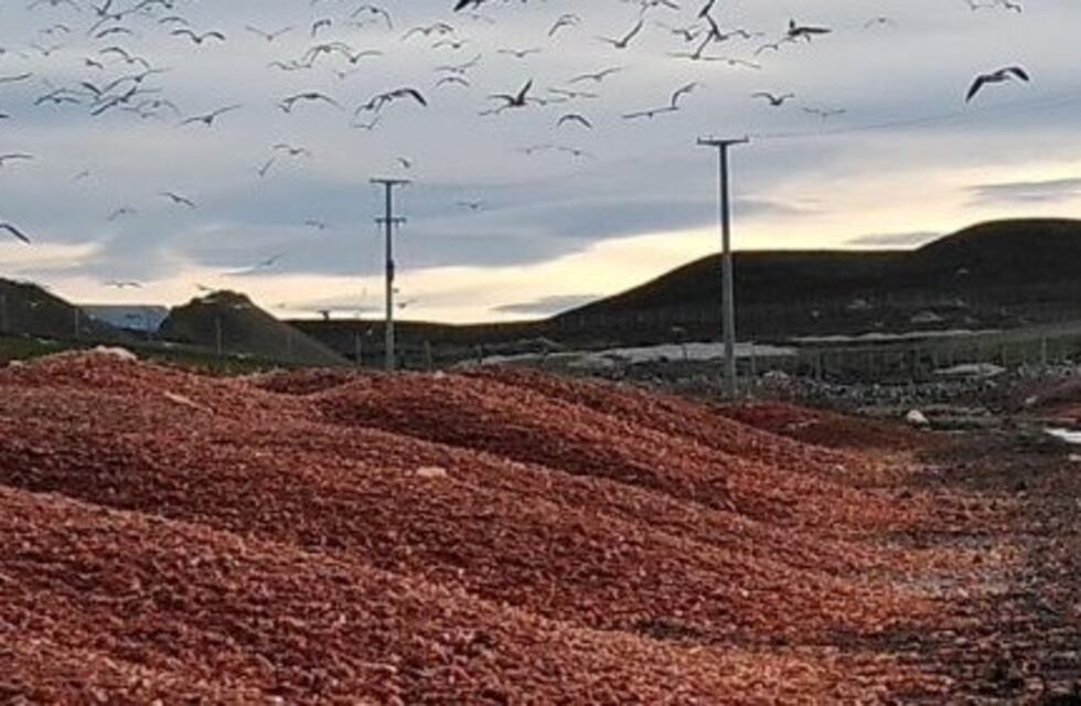 Buscan solucionar el problema de los residuos pesqueros