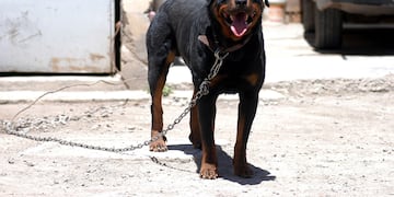 Un legislador de Córdoba presentó un proyecto para prohibir los perros potencialmente peligrosos.