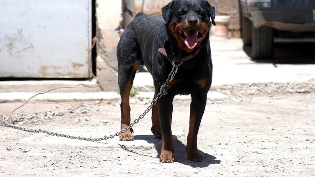 Un legislador de Córdoba presentó un proyecto para prohibir los perros potencialmente peligrosos.