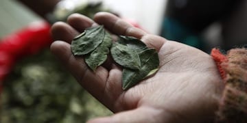 Investigan si las hojas incautadas tenían como destino la producción de cocaína.