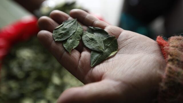 Investigan si las hojas incautadas tenían como destino la producción de cocaína.