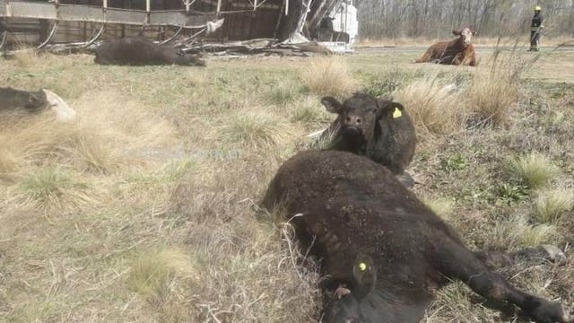 Las vacas estuvieron tiradas en la ruta tras el vuelco del camión en cercanías de Ranqueles\u002E