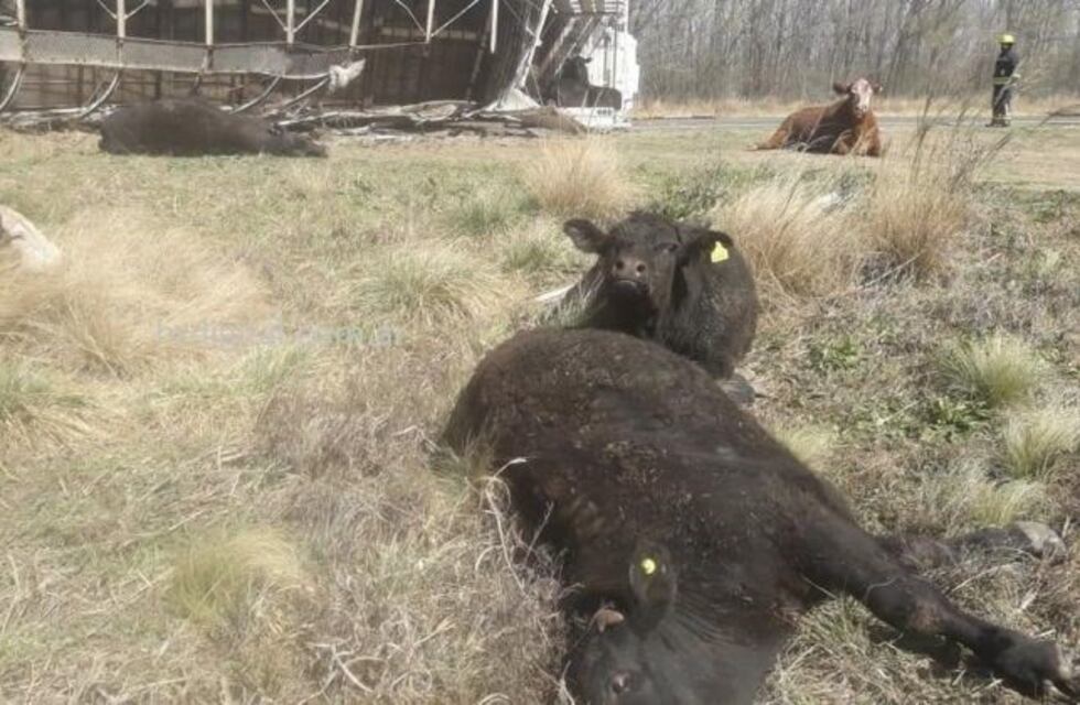 Volcó un camión que transportaba vacas en la ruta 26 y murieron al menos 8 animales