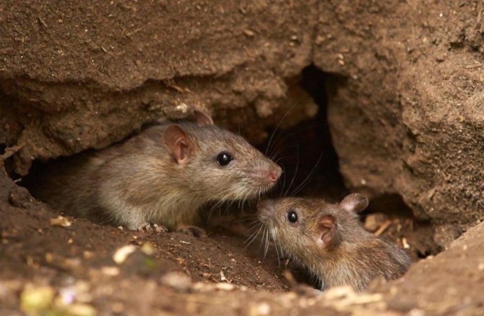 Los primeros estudios descartan que el nene de Berisso tenga hantavirus